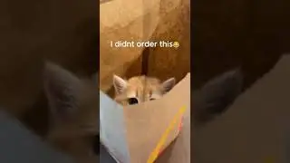 wrong order #cats #cat #funny #pets #cute #catlover #meow #kitten #animals #memes