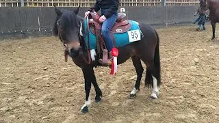 FMA - Reitstunde mit Shakira / Turnier Vorbereitung