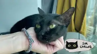 Cats Reacting to Chin Rubs