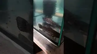 This is sad 😰😞 #aquarium