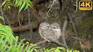 Spotted Owlet Pair Resting Peacefully in Urban Habitat | Close-Up Wildlife Birds Behavior | 4K video