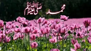 Beautiful Hadees in Urdu | Zikr e Muhammad SAW