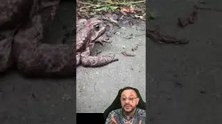 Sapo cururu gigante X Cobra jararaca #biologohenrique #animais #bichoesperto #biologo
