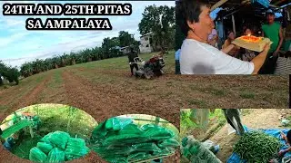 24TH AND 25TH NAMIN HARVEST SA AMPALAYA ,BAPANG KANUTO BDAY CEB SA FARM🎂🙏♥️
