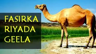 Fasirka riyada geela qofkii arko geel ama rati qaabka loo fasiro riyooyinka xoolaha