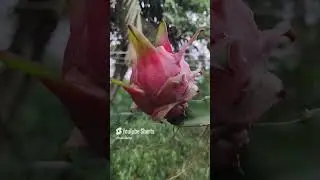 Fast to End😊 #dragonflower#dragonfruit#flowers #garden#nature#plants#reddragonfruit #dragonflower