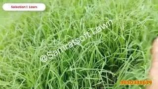 Select Your Lawn Grass - Selection 1 Lawn