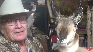 Mounting An Old Buck Antelope
