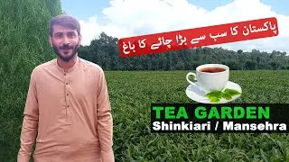 Shinkiari Tea Garden | Pakistan Biggest Tea Garden, Shinkiari