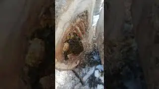 Где живут или выживают пчелы и осы зимой.