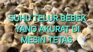 Menetaskan telur entok bebek ayam menjadi 1 inkubasi