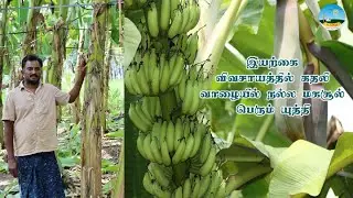 🟡கதலி வாழையில் நல்ல மகசூல் பெரும் யுத்தி🟢Good Yield in Kathali Banana🟢Great Tricks🟢Dr.ASK24 NEWS