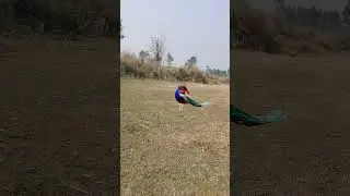 Cute peacock 🦚 life real #vtr #peacock #vtr