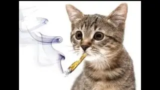 słona kawa incydent [animacja]