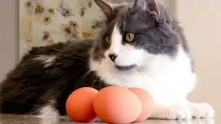 Cats vs. Eggs