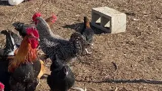 French Black Copper Maran Rooster