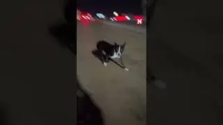 Driver Rescues Dog Running On The Freeway