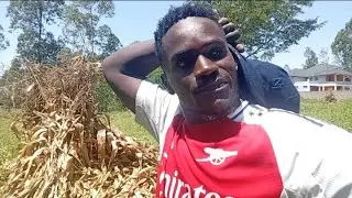 Village Life Unfiltered: Maize Harvest, Water Pond💧 & Heavy Machines 🌽🚜 @davyjnr3009 @Dorina_Elisha 