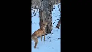 Squirrel Hunting With Dogs: Hunt Study January 13, 2025 Layup squirrels and armadillos.