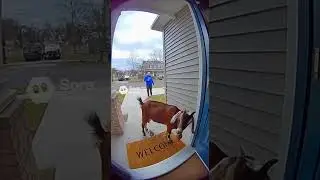 Goat Poops on Doorstep #goat #goats #cute #funny #animals #fypシ #viral #cuteanimal #memes #fypシ