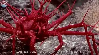 Deep Ocean Creatures