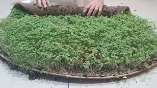 Grass Ball Carpet -ASMR CARPET CLEANING