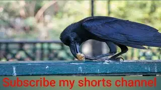 #unique #crow #feeding #shorts #video #bird #shorts #video #animal #shorts #video