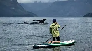 Wang Yibo&rsquo;s Magical Encounter with a Rare Humpback Whale 🐋 🌊 Exploring the unknown Season 2