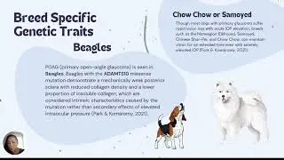 glaucoma in dogs small file