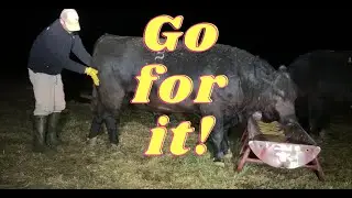 How to make an Angus bull happy.