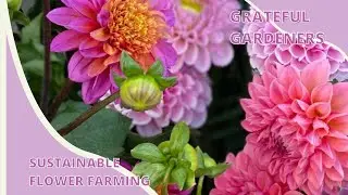 Innovation in Cut Flower Farming