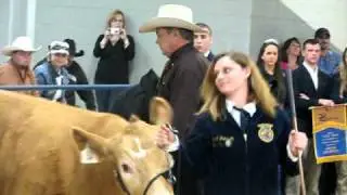 Guy Slaps Cow