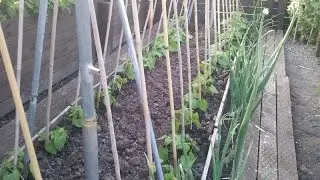 30/5/2016  Runner beans planted on allotment, tour of large plot
