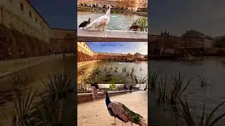 Peacock 🦚 Garden, Prague City #birds #peacock