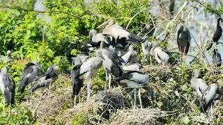 Peaceful Trees and water plants give shelter and nesting places  Bird Sanctuary  EP246