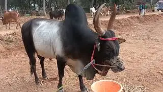 Traditional Brave Kangayam Bulls | Massive Kangayam Bulls | பார்த்தவுடன் பிரமிக்கும் நாட்டு காளைகள்