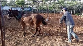 حراثة كرم العنب باستخدام البغل .Plowing the Grapes vineyards with a horse
