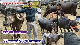 टॉप क्लास की जफराबादी🐃🐂 भैंस भानपुर पशु मेला ।। 🤫😱🤔 27 जनवरी 2026 मंगलवार भोपाल 
