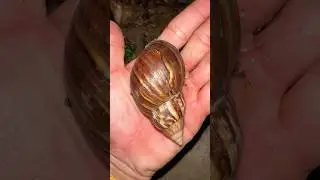 Small snail to biggest snail 🐌 #snail #shorts #wildlife