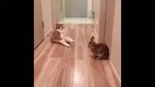 Cat Meeting Bunny For The First Time