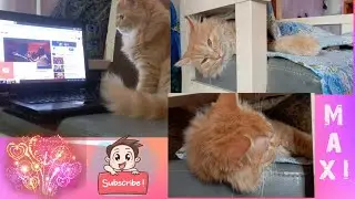 Cat videos | cat fever 🥵 |  #video #youtubevideo #c
