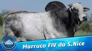Marruco FIV da S.Nice