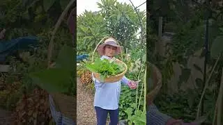 Edible Nitrogen-Fixing Plants