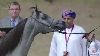 N.211 MSHARY AL RAYYAN - 22nd Qatar National 2019 - Yearling Colts (Class 6A)