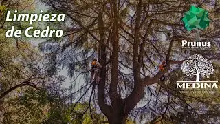 Como podar un cedro / Limpieza de cedro