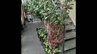 Abbeydale: A Growing Community