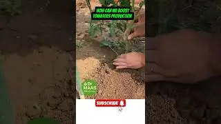 Boost tomatoes production #garden #kitchengarden #shorts
