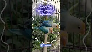Sapphire Homozygote Opaline Lovebird  #lovebirds #opalinelovebirds  #birds #parrot #shorts