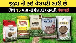 જીરાની કઈ વેરાયટી સારું ઉત્પાદન આપે છે? | ટોપ 5 જીરાની વધુ ઉપજ આપતી વેરાયટીઓ |Cumin Seeds Varieties