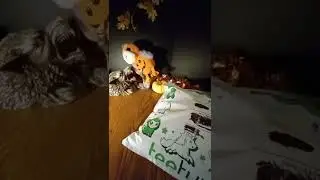 Halloween Tee Turtle Opening